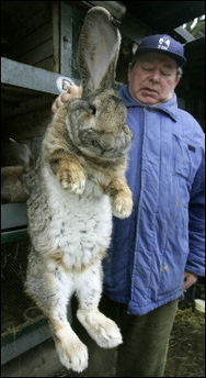 big bunny.jpg